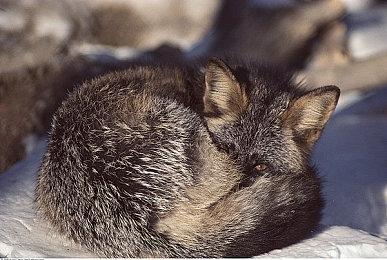 科幻废土风大型多人PVP战争游戏《无烬战争》Steam页面开放 今年发售