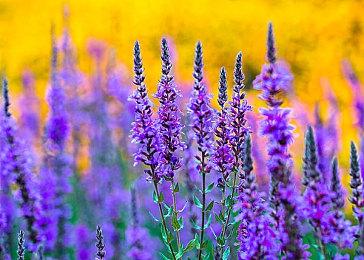 《耻辱》总监曾想做《神偷4》《银翼杀手》和《盗火线》游戏